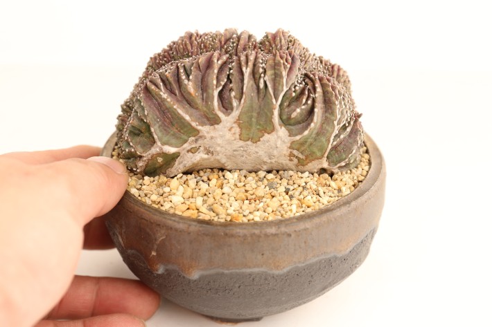 送料無料】オベサ綴化モンスト ユーフォルビア 輸入球 A3787｜多肉植物