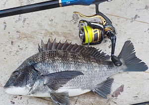 ダイワ 09トーナメントISO-Z 2500LBD - フカセでチヌ！