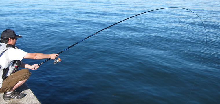 ダイワ メガディスハイパー 1号-53 - フカセでチヌ！