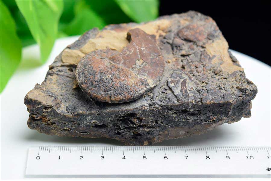 モロッコ産アンモナイト 化石｜瑪瑙化（メノウ化）｜非研磨｜ammonite