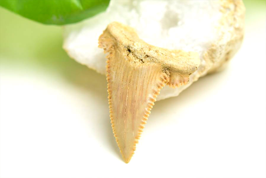 ホホジロザメ 歯 牙 化石｜サメの歯（約5.9g）｜モロッコ産