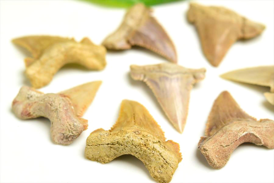 ホホジロザメ 歯 牙 化石｜サメの歯（約1.5g～3g）｜モロッコ産