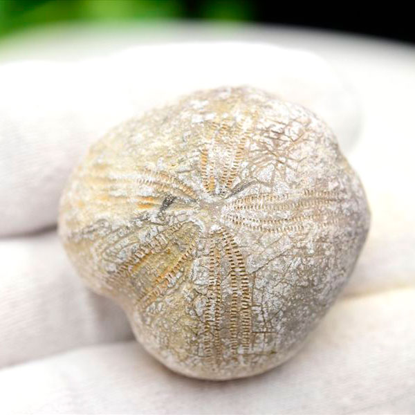 ウニの化石 モロッコ産｜ブンブク目｜棘皮動物｜ハートウニ｜ミクラスター