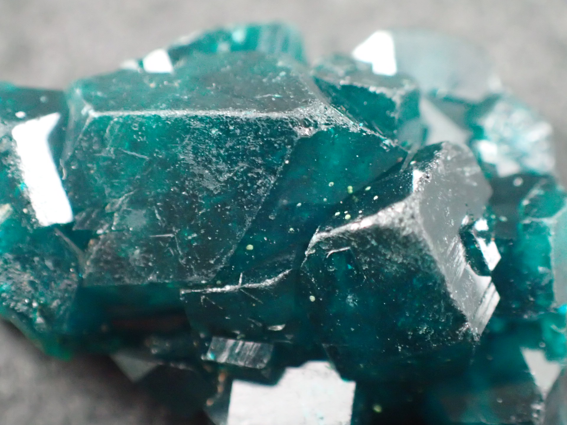 最高品質翠銅鉱（ダイオプテーズ）Kimbedi, Mindouli , Pool, Republic