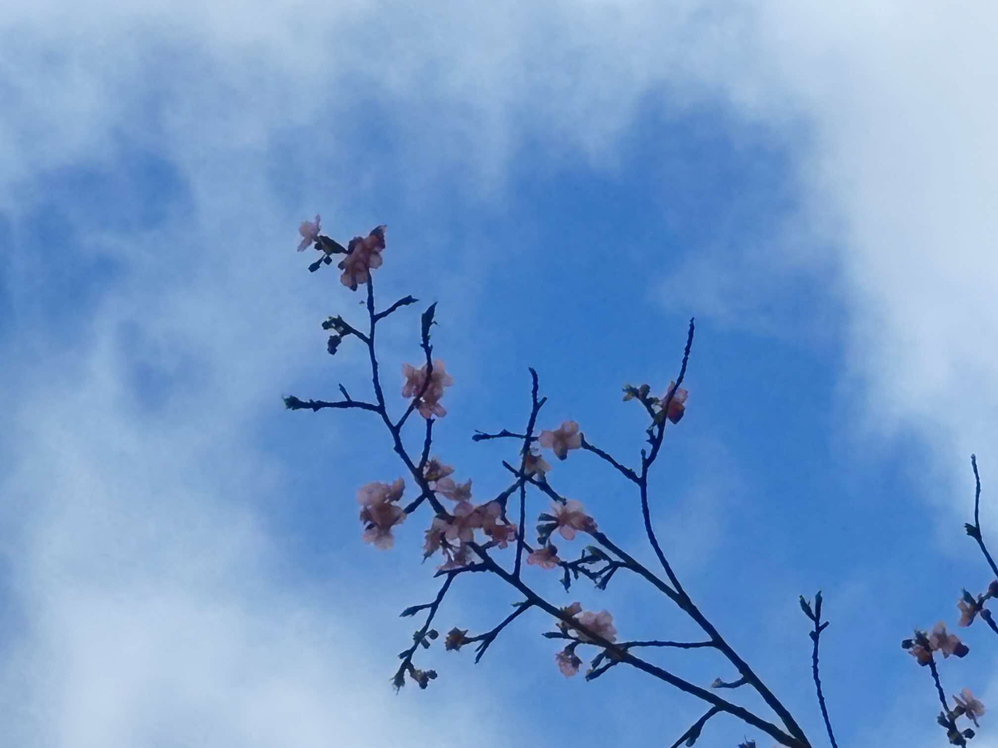 桜図鑑園の桜開花状況について(随時更新) / 熊本県水上村公式サイト