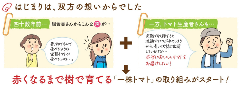今年で42年目☆＞産直一株トマト 予約受付中！ | 生協からのお知らせ