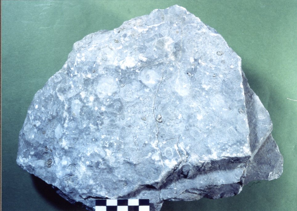 四射サンゴ - 越知町立横倉山自然の森博物館