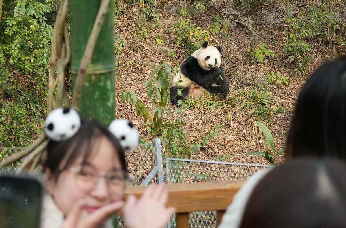 中国のパンダ飼育施設で日本人客増、一番人気は「シャンシャン」…中国