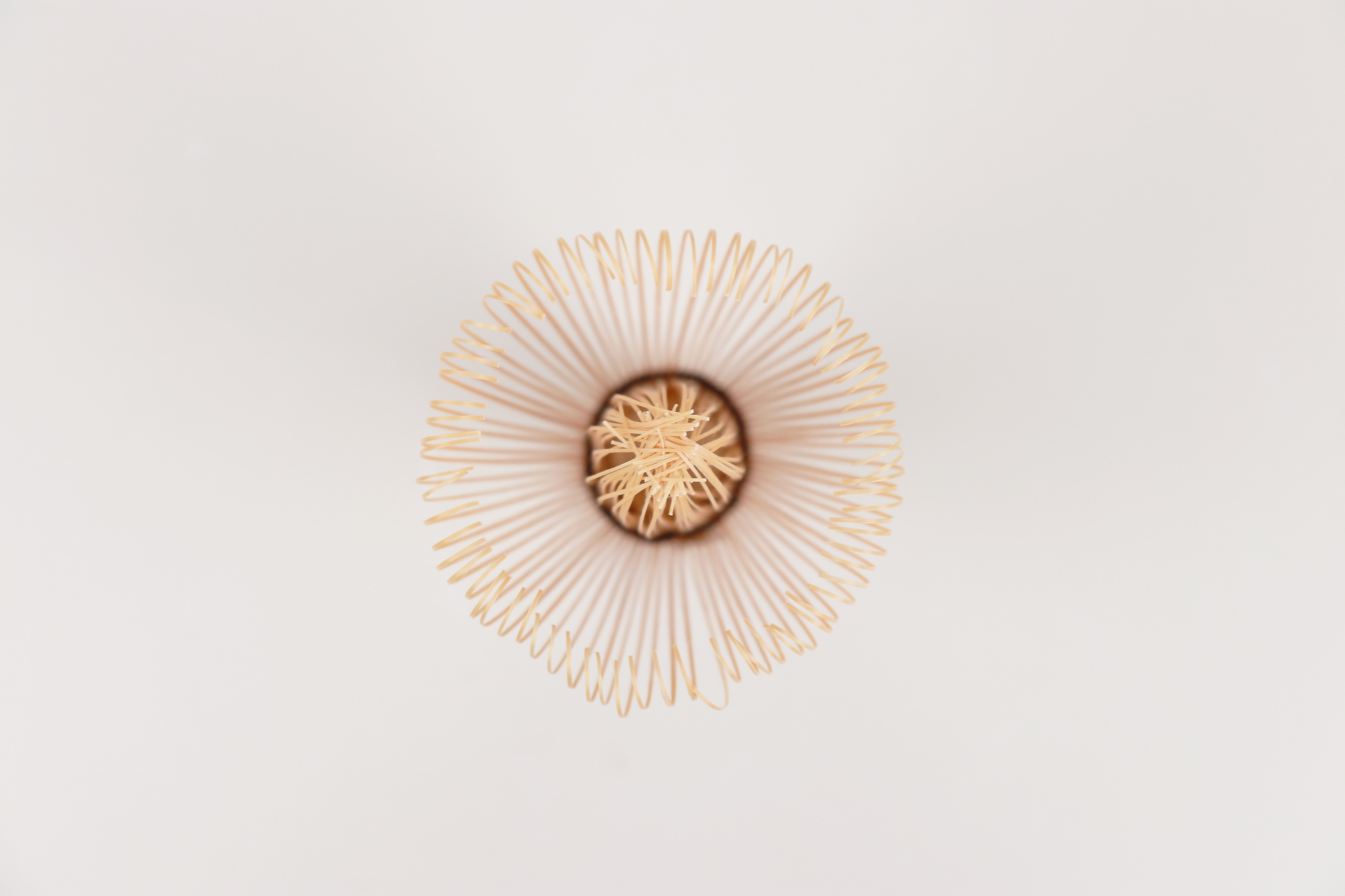 高山茶筌 (茶筅) - 白竹 数穂 | 日本茶専門店YUGEN