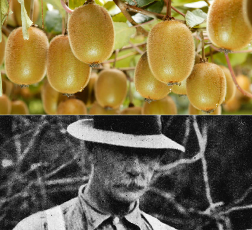 ゼスプリ・グリーンキウイのご紹介 - ゼスプリ公式