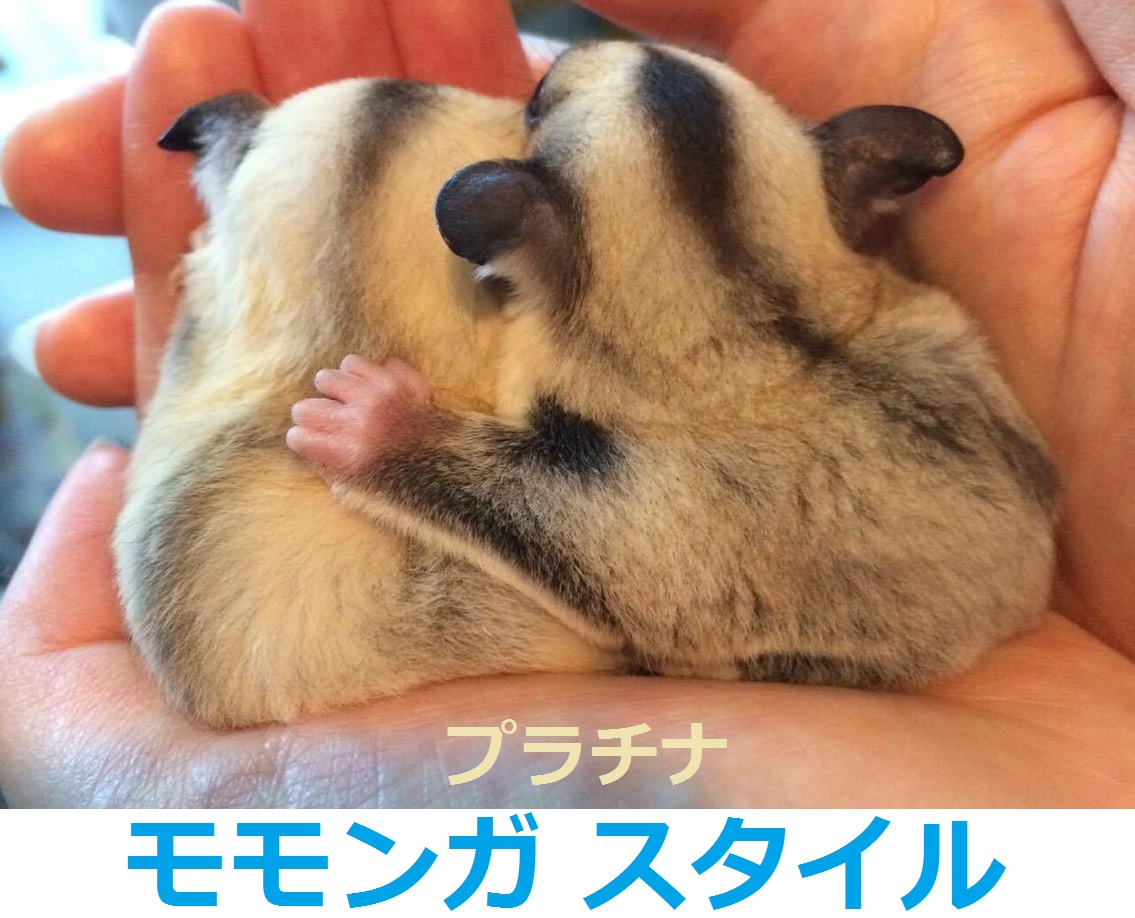 モモンガ スタイル 商品カテゴリー｜モモンガ スタイル