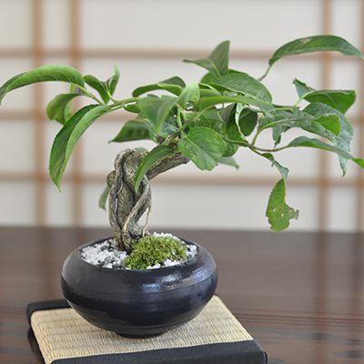 こまゆみ（コマユミ） – 盆栽妙 本店