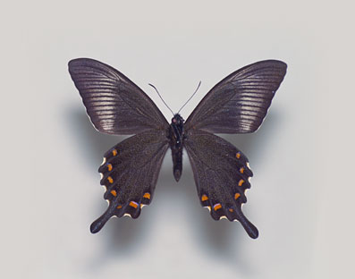 カラスアゲハとミヤマカラスアゲハ比較