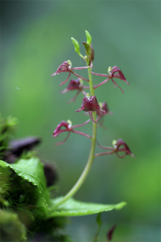 フガクスズムシソウ