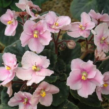 セントポーリアとは｜ヤサシイエンゲイ