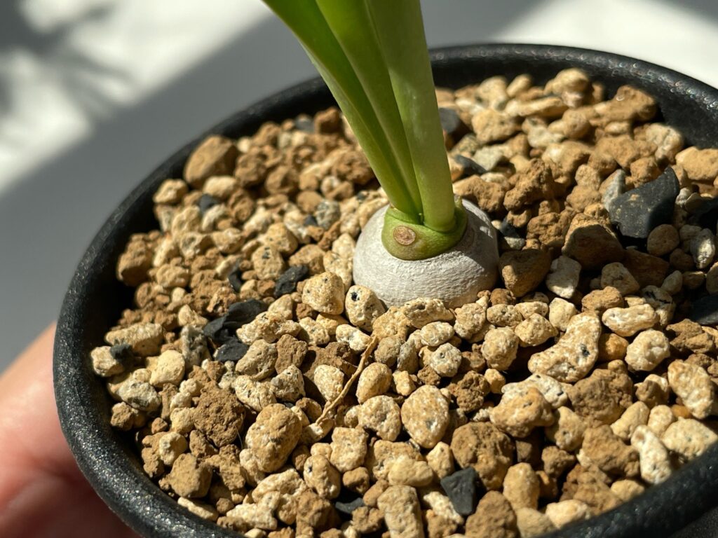 ズ*イ様 ユーフォルビア5点セット 育てやすい大きさ、種類 観葉植物の