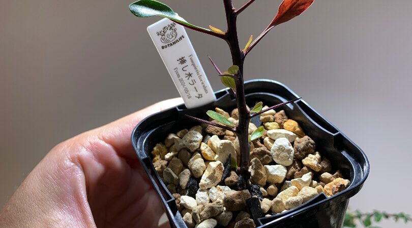 フォークイエリア・ファシクラータの挿し木に挑戦！｜BOTANILIFE