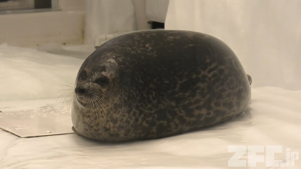 ワモンアザラシ | 動物図鑑 | ZFC.jp