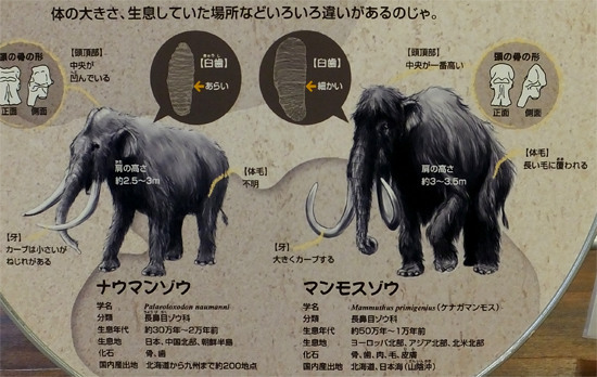 ZOIDS IGNITION -ゾイドイグニッション-