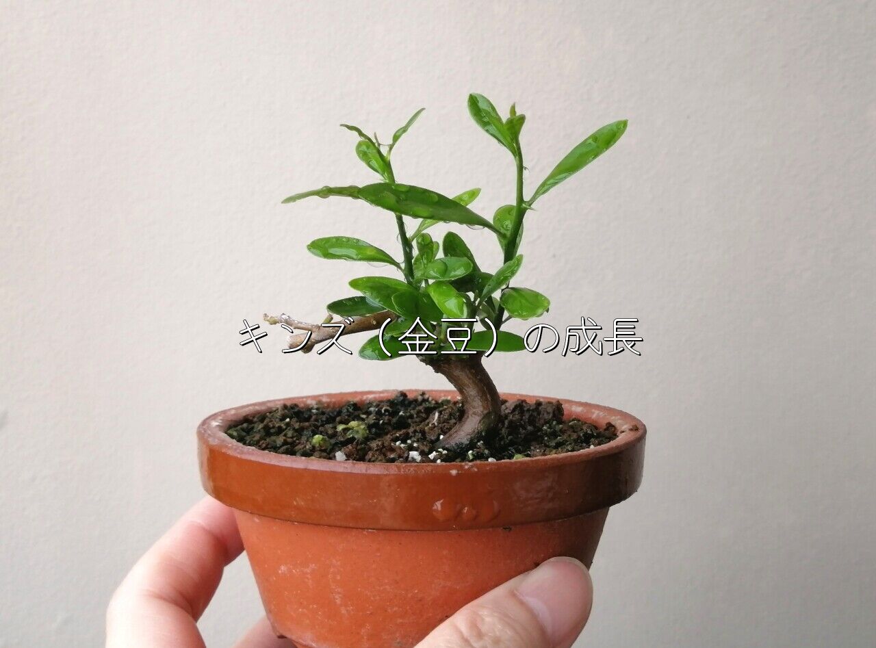金豆盆栽】キンズの成長とお手入れ 葉の展開 ミカン ンカンの矮小品種