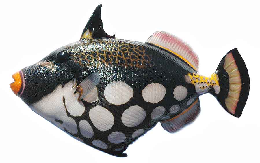 014862_1.jpg?width=1024&height