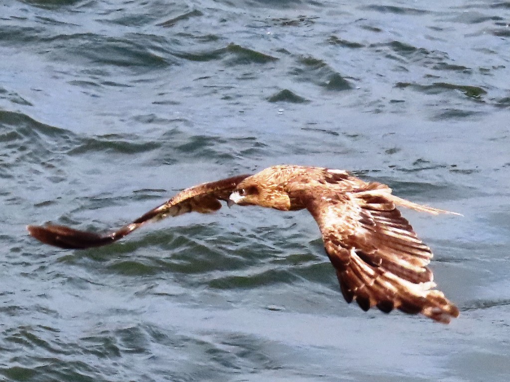 トビ(2020.07.25) - 日本の野鳥識別図鑑