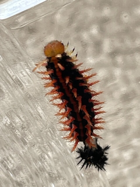 徹底解説】ツマグロヒョウモンの幼虫 育て方 毒性 食べ物 | 趣味のアゲハ館