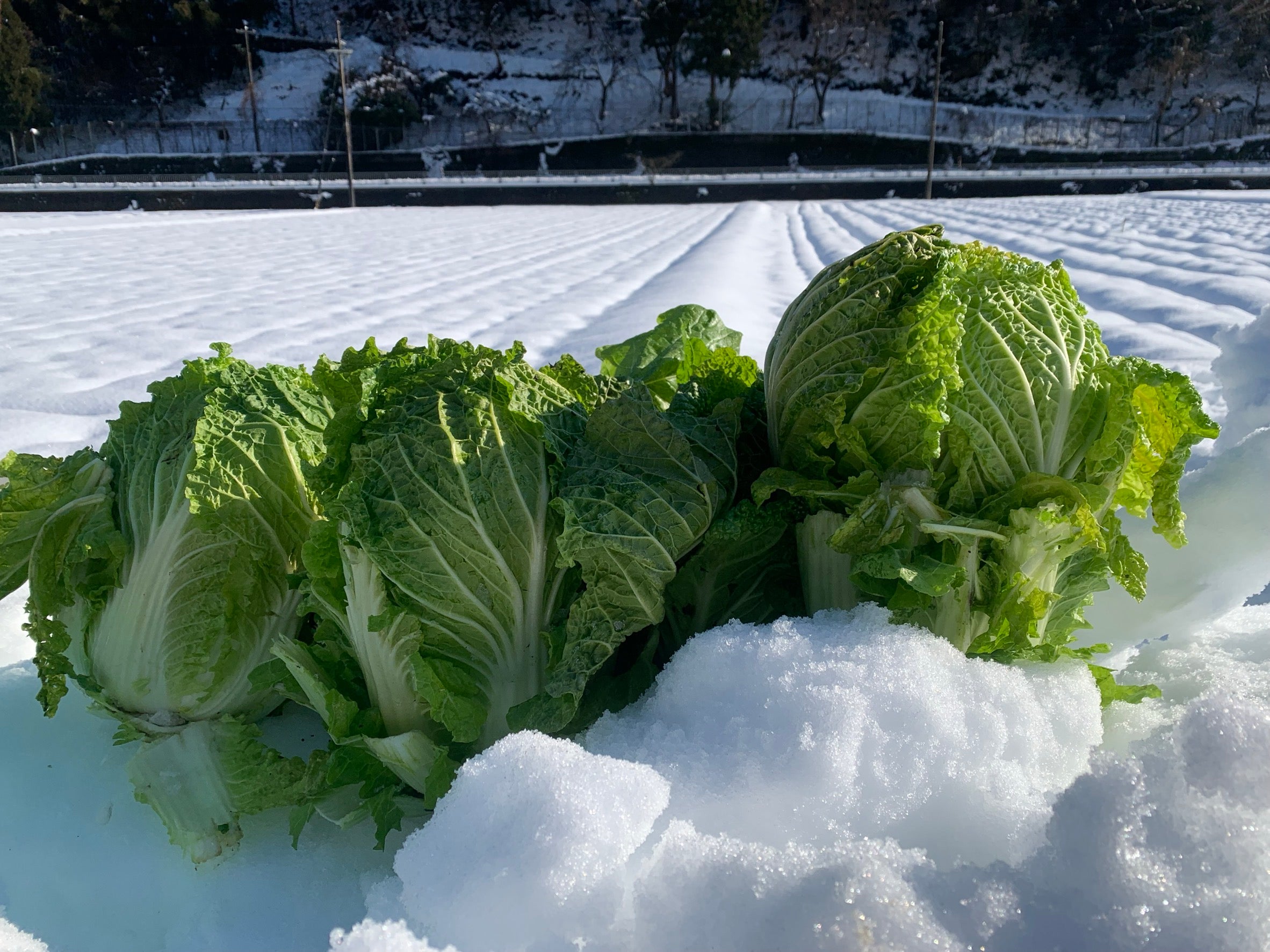 雪中白菜 – むらおか夢アグリ