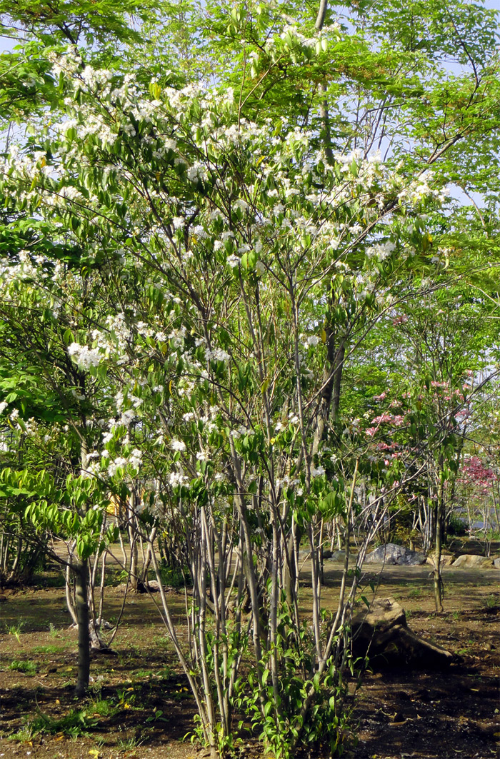 ハイノキ販売 秋元園芸