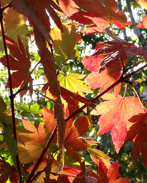 山採り自然樹形コハウチワカエデ販売・茨城那珂 秋元園芸