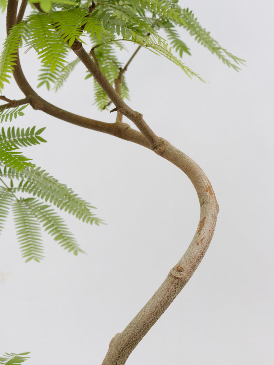 エバーフレッシュ 8号の通販 | 観葉植物通販AONOKI（あおのき）