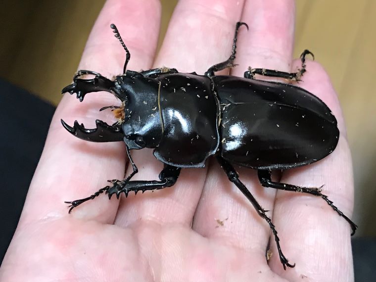 2022年ヤエヤママルバネクワガタの羽化結果！│うみがめの水遊び・山遊び！