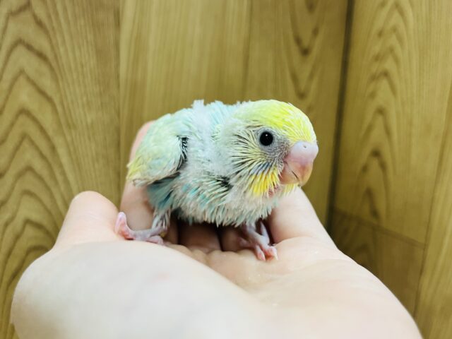 トロピカルフルーツみたい🍏♪セキセイインコ(パステルカラー