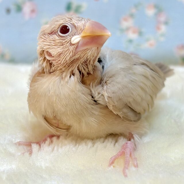 秋生まれの文鳥ちゃんず🌰🍁🍂
