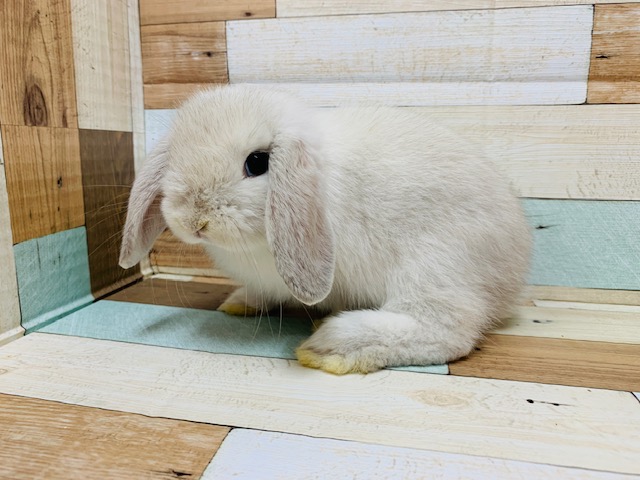 垂れ耳もふっとがたまらない♡ホーランドロップイヤーちゃん♡