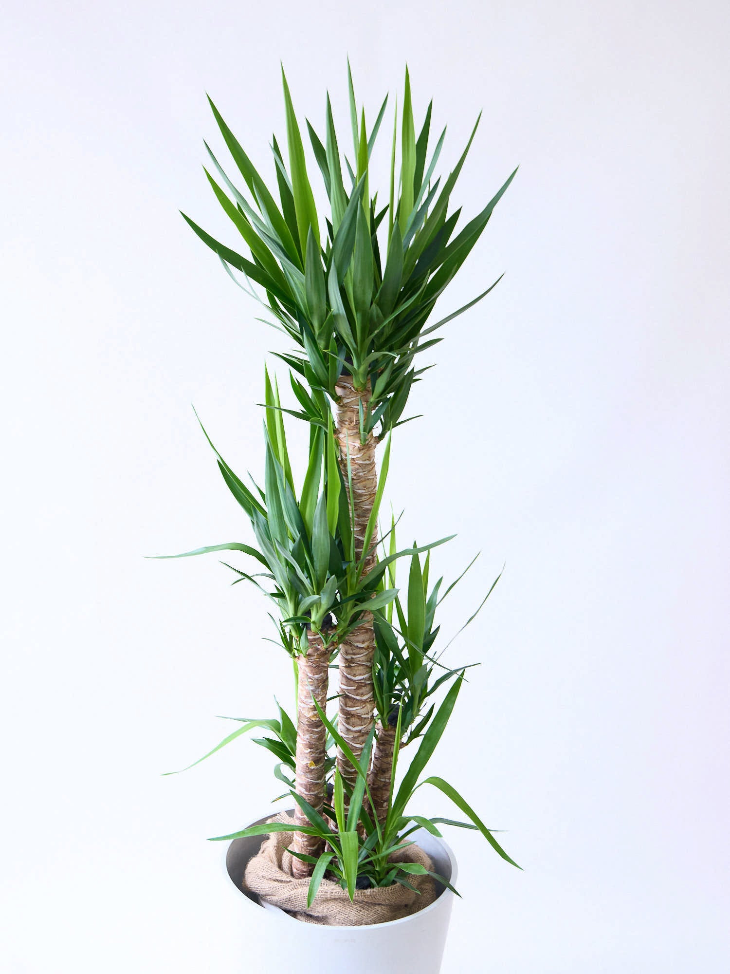 ユッカ・エレファンティペス XL 【首都圏限定】 | 観葉植物の通販 AND