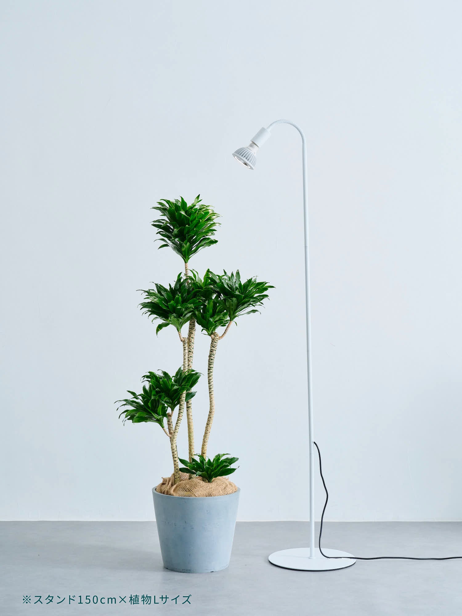 バレル フレキシブルフロアライトスタンド | 観葉植物・お花の通販 AND