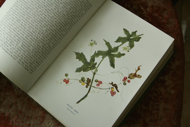 アンティークボタニカルアート オールドブック 植物図鑑 古書 イギリス