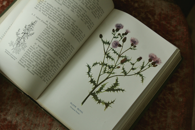 アンティークボタニカルアート オールドブック 植物図鑑 古書 イギリス