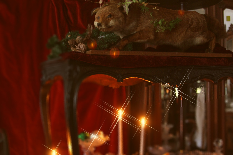 アンティーク剥製 アカギツネ フランス VULPES VULPES 【Antiques