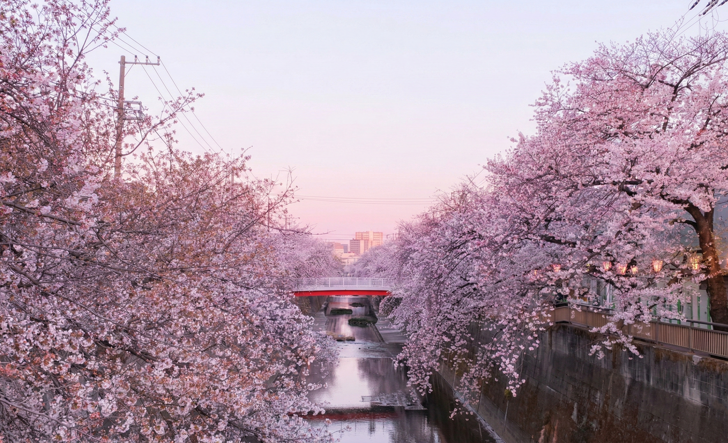 2026桜・人混み回避ガイド｜東京＆神奈川＆埼玉でお花見スポット5選
