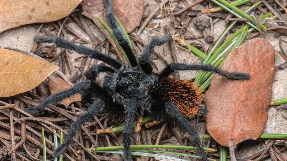 Beautiful New Tarantula Species With Hairy Orange Backside