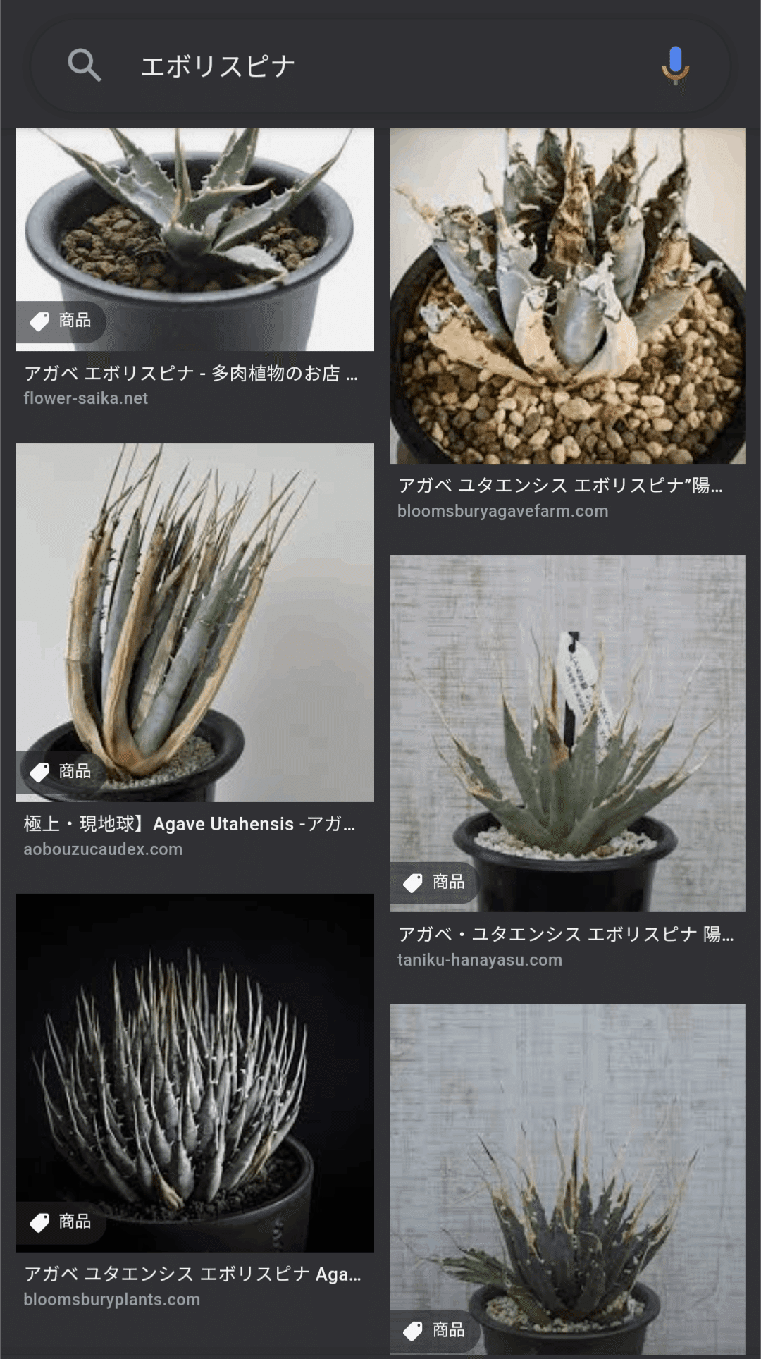 メルカリで買った、エボリスピナの種子の実生記録［随時更新］｜うめ