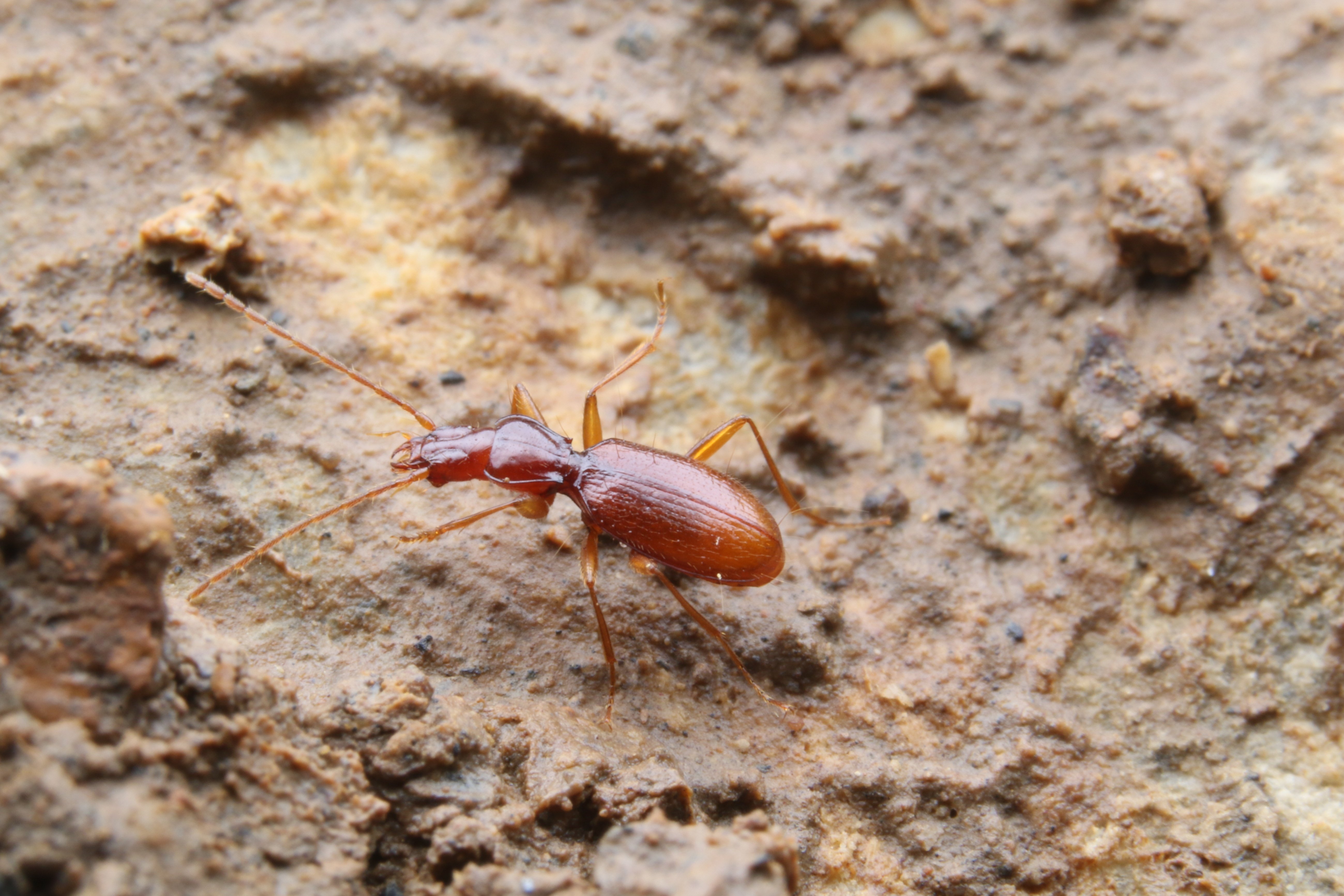 第4回 メクラチビゴミムシは「生きた歴史書」｜ブンイチ（文一総合出版）