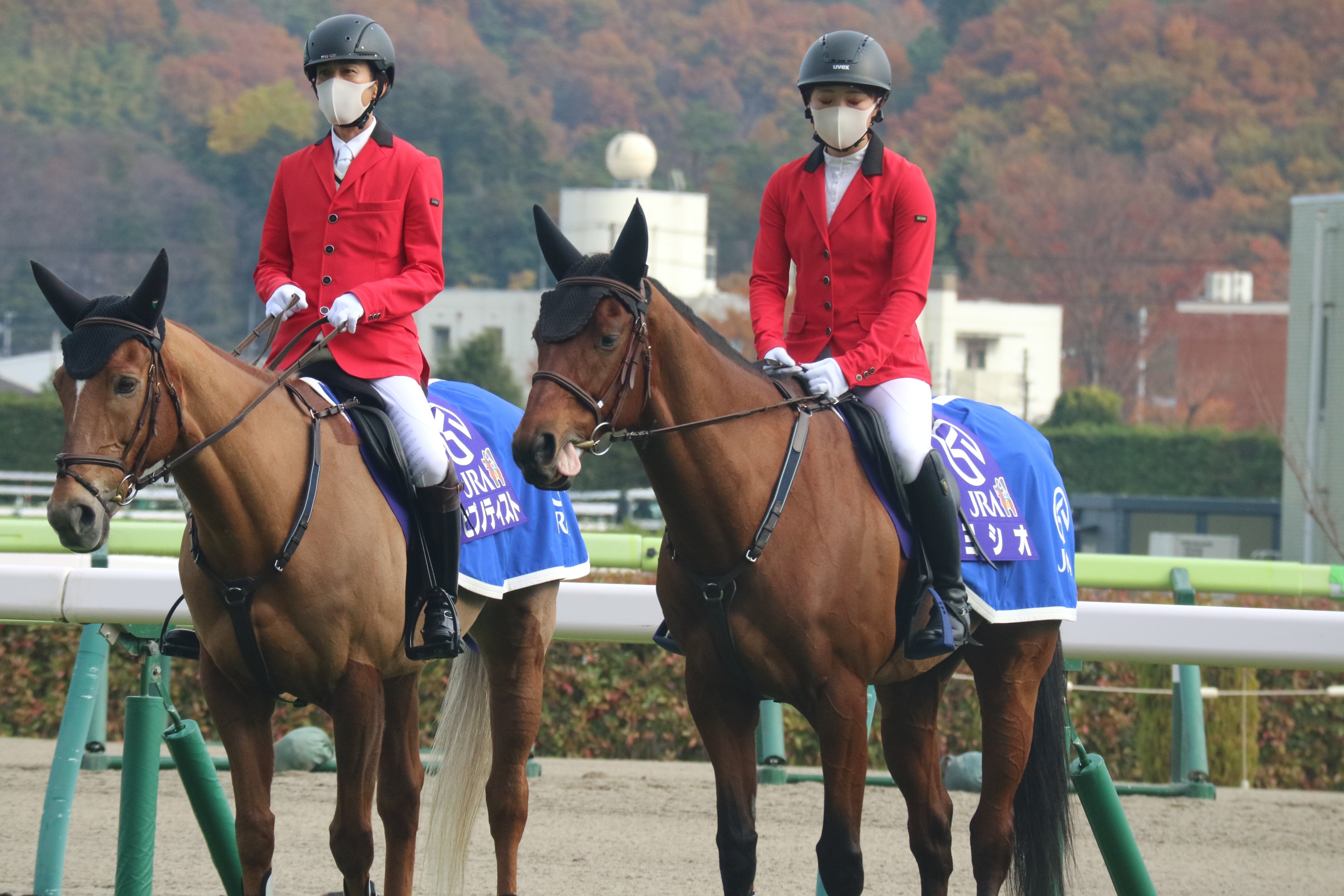 ありがとうヨシオ｜さめはん