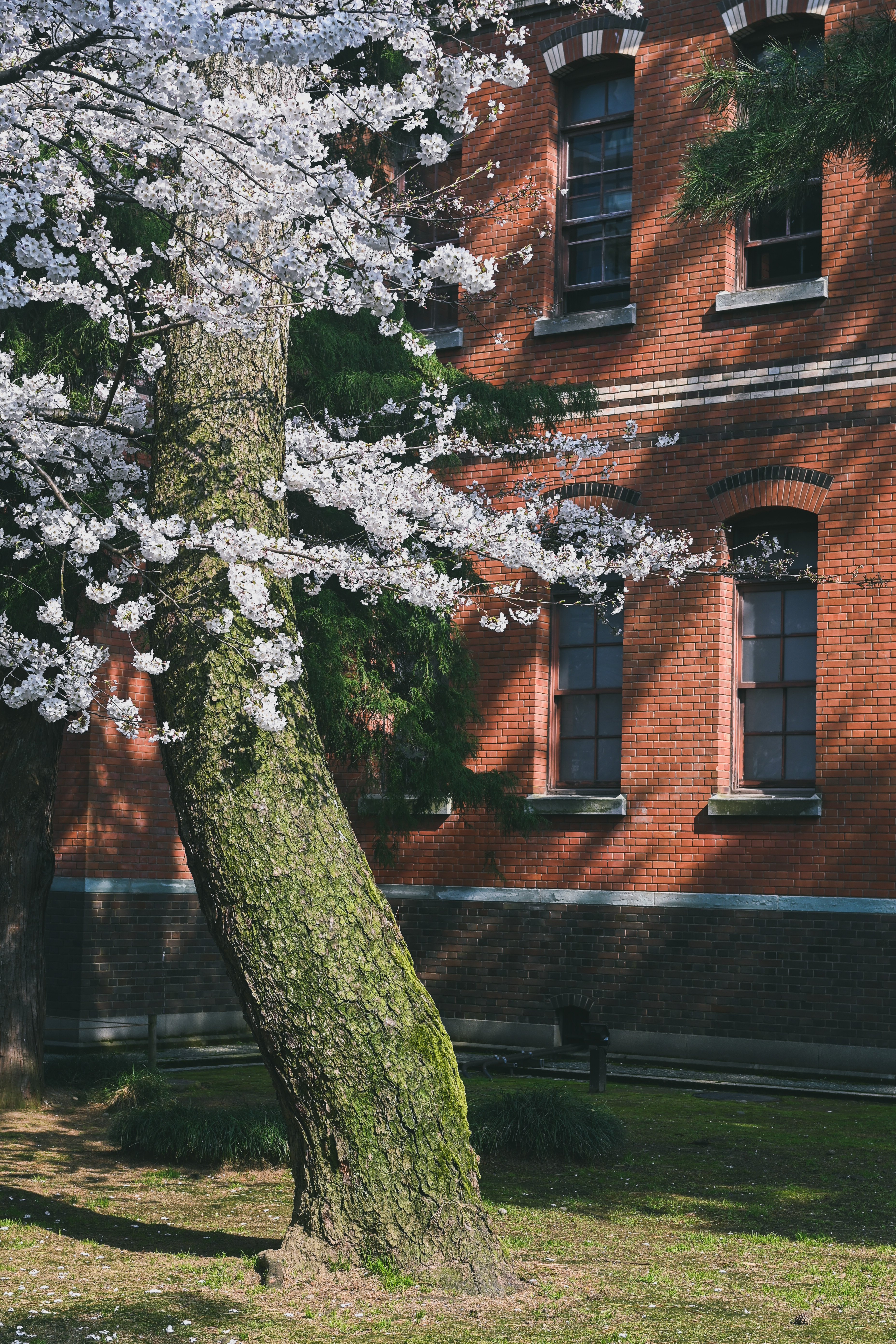 Nikon Z fc】桜満開の金沢で｜もんぶらん