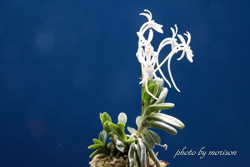 富貴蘭「緑宝」の花｜KJ Morison