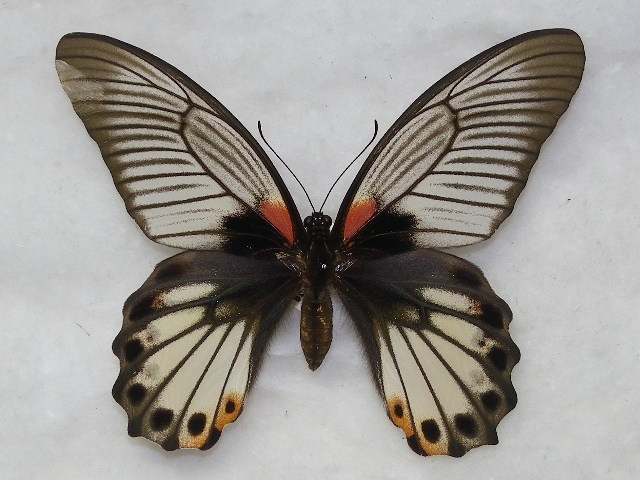 ナガサキアゲハ 絶滅産地 Pair - APOLLO Internet shop