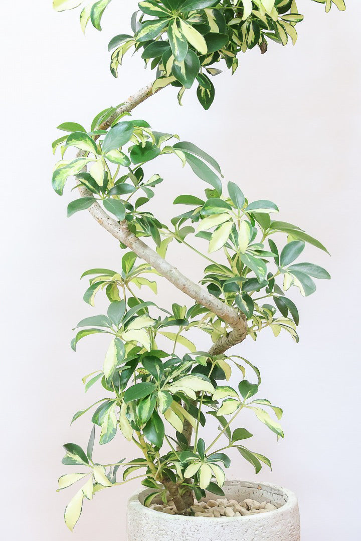 シェフレラ グランディIV61066| 観葉植物の通信販売 | APEGO(アペーゴ)