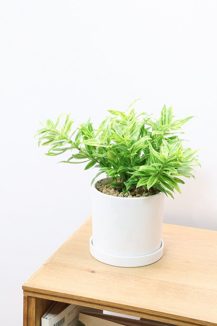 ❀そるまるす❀荒天・猛暑日は植物発送不可専用 グリーン ドラセナ